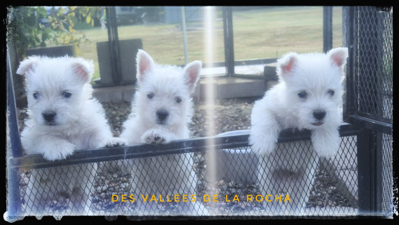 Chiot N°3 - West Highland White Terrier