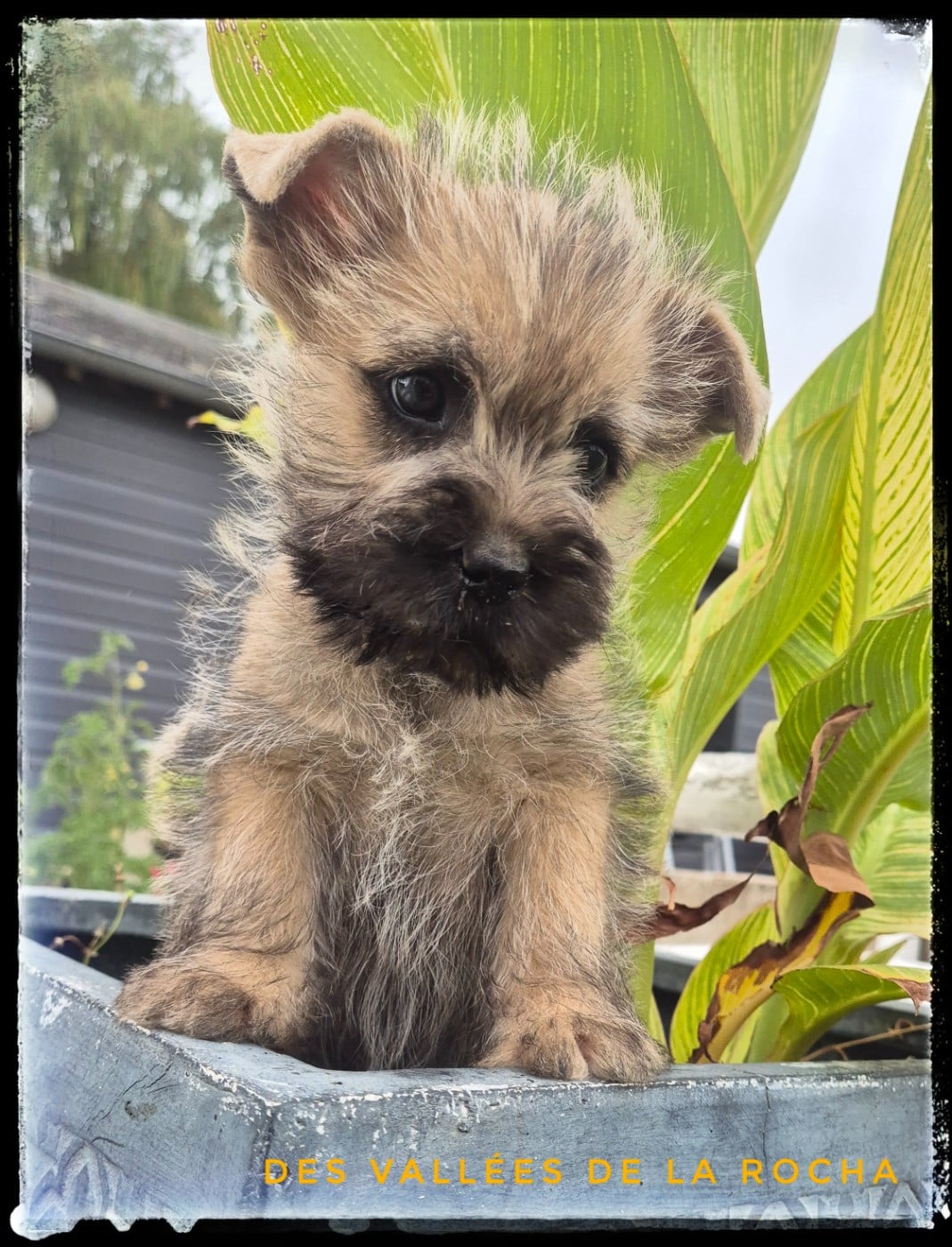 Cairn Terrier - des vallées de la Rocha