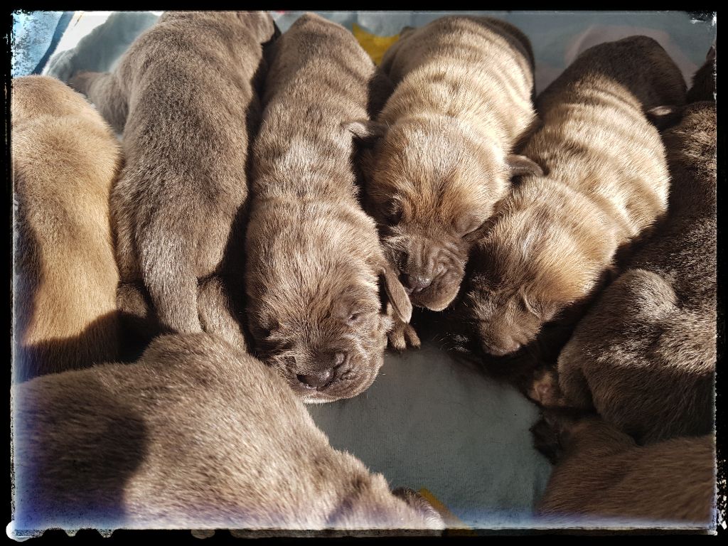 CHIOT - Cane Corso
