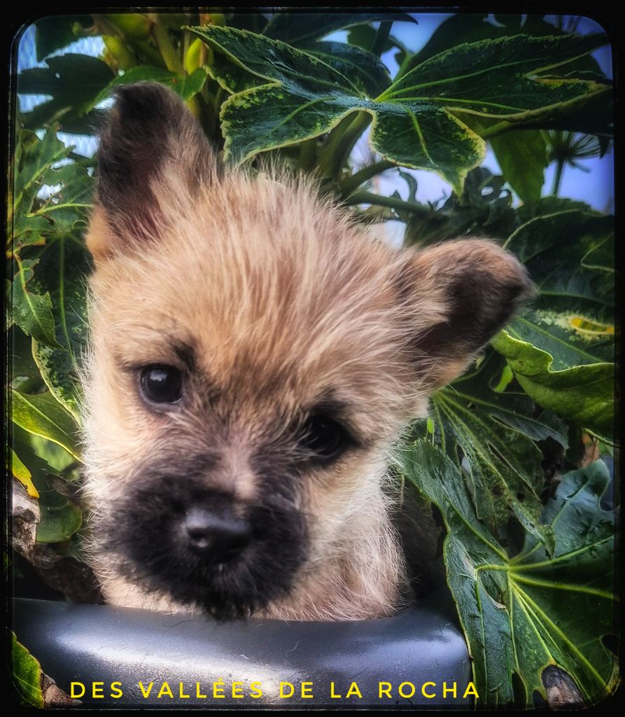 Cairn Terrier - des vallées de la Rocha