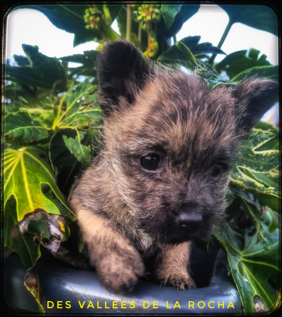 CHIOT 5 - Cairn Terrier