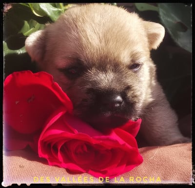 Chiot N°1 - Cairn Terrier
