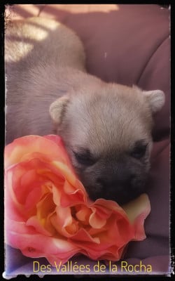 Cairn Terrier