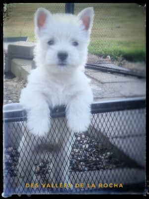 Les chiots de West Highland White Terrier
