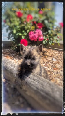 Les chiots de Cairn Terrier