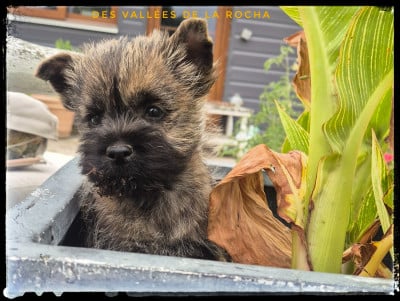 Les chiots de Cairn Terrier