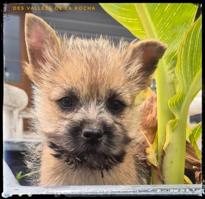 Les chiots de Cairn Terrier