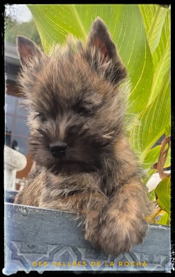 Les chiots de Cairn Terrier