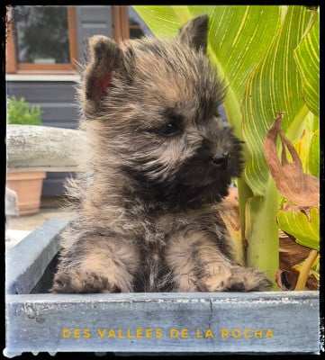 Les chiots de Cairn Terrier