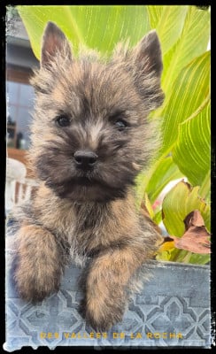 Les chiots de Cairn Terrier