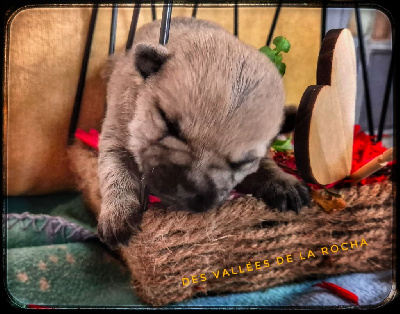 Les chiots de Cairn Terrier