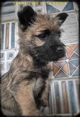 Les chiots de Cairn Terrier