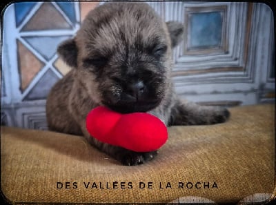 Les chiots de Cairn Terrier