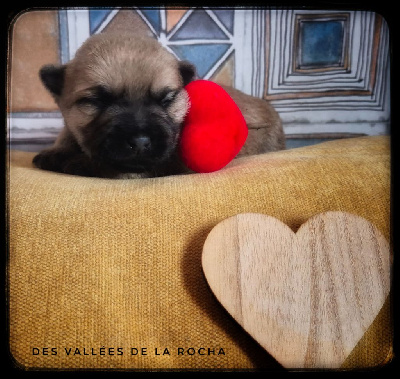 Les chiots de Cairn Terrier