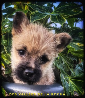 Les chiots de Cairn Terrier