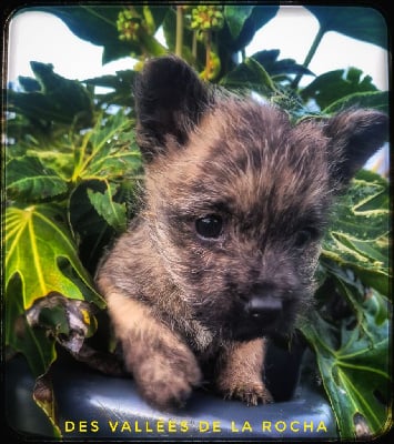 Les chiots de Cairn Terrier