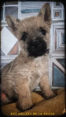 Les chiots de Cairn Terrier