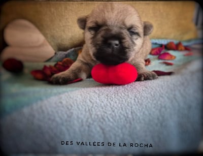 Les chiots de Cairn Terrier