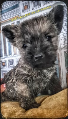 Les chiots de Cairn Terrier