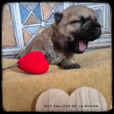 Les chiots de Cairn Terrier