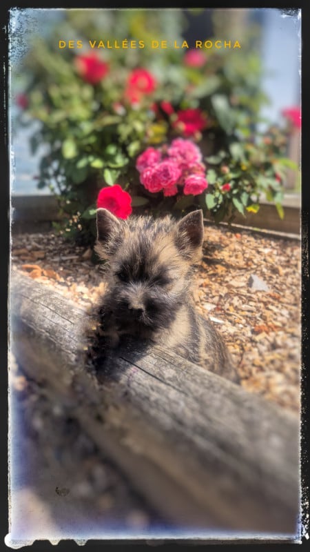 Cairn Terrier - des vallées de la Rocha