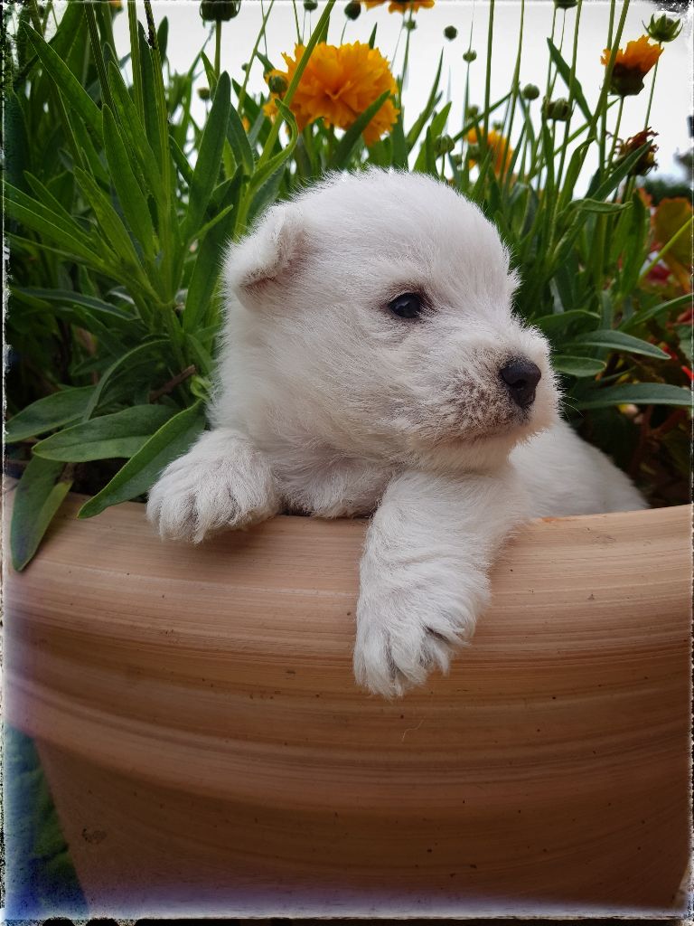 CHIOT - West Highland White Terrier