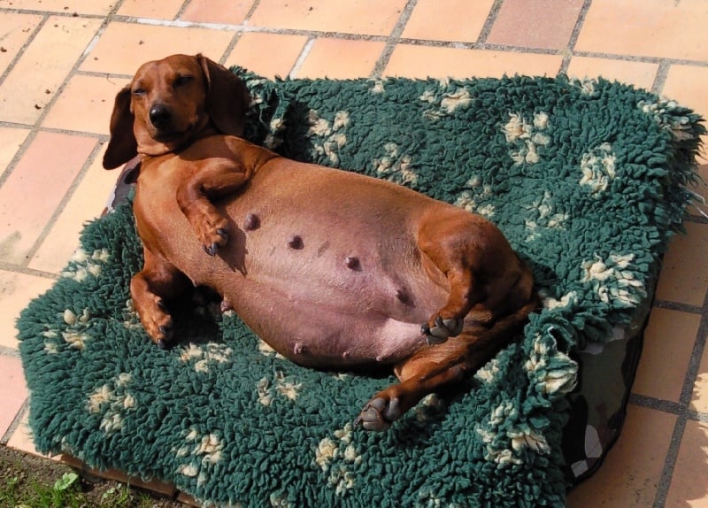 Publication : des Emondines Auteur : Michèle Giraud