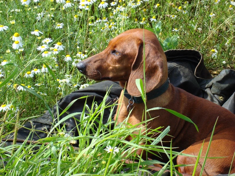 Publication : des Emondines Auteur : Michèle Giraud