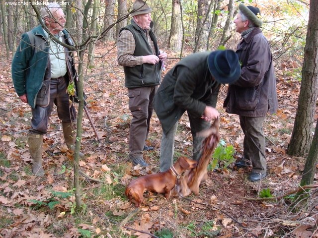 Venise de la chapellerie - 1er prix 100/100 points Meilleur chien de l'épreuve CACT