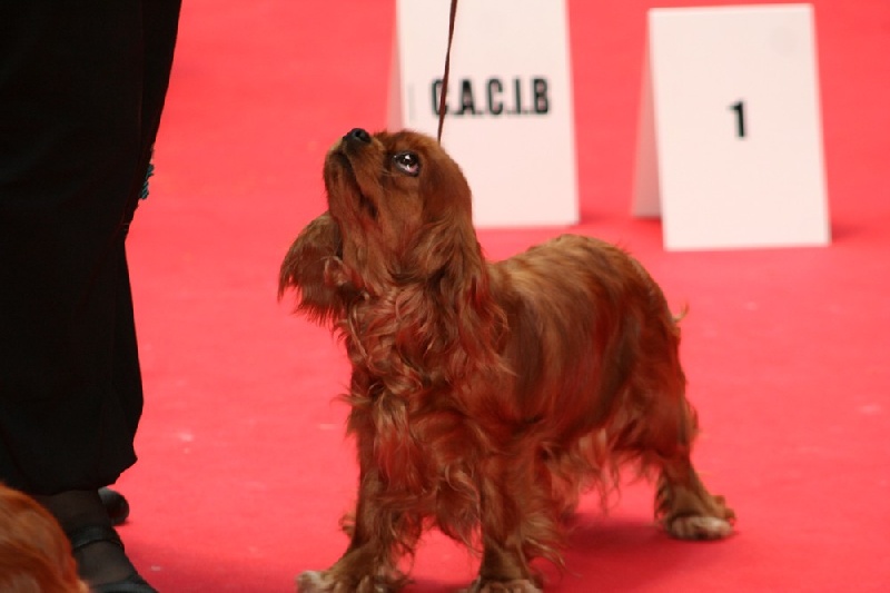 Divine rose Du temps des irees - EXCELLENT CLASSE 3EME