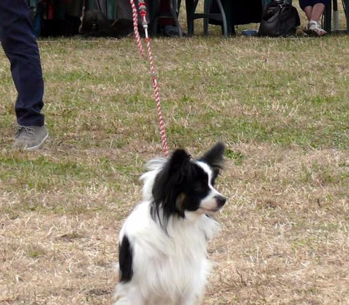Lloyd des terres du cossier - Classe Jeune 1er EXC Meilleur Jeune/Meilleur de Race