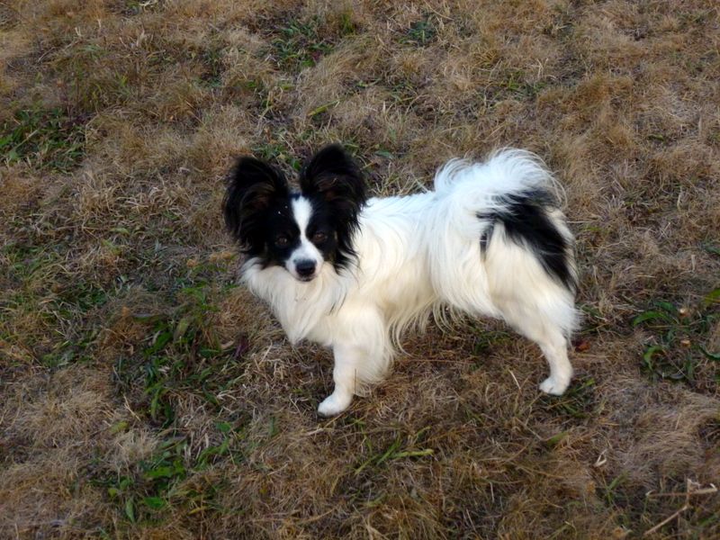 Lloyd des terres du cossier - Classe Intermédiaire 3ème EXC