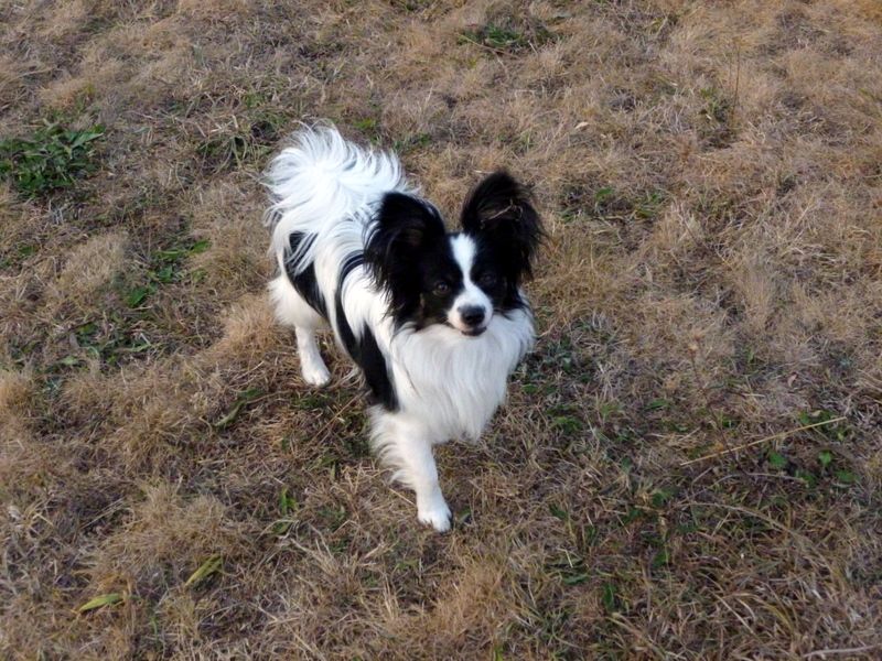 Lloyd des terres du cossier - Classe Ouverte 1er EXC. CACS