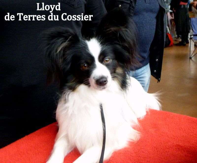 Lloyd des terres du cossier - Classe Intermédiaire 2ème EXC