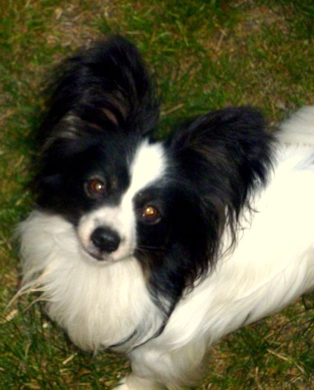 Lloyd des terres du cossier - Classe Intermédiaire 2ème EXC