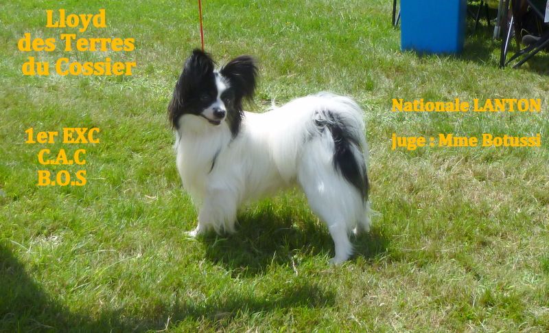 Lloyd des terres du cossier - Classe Ouverte 1er EXC. CACS BOS