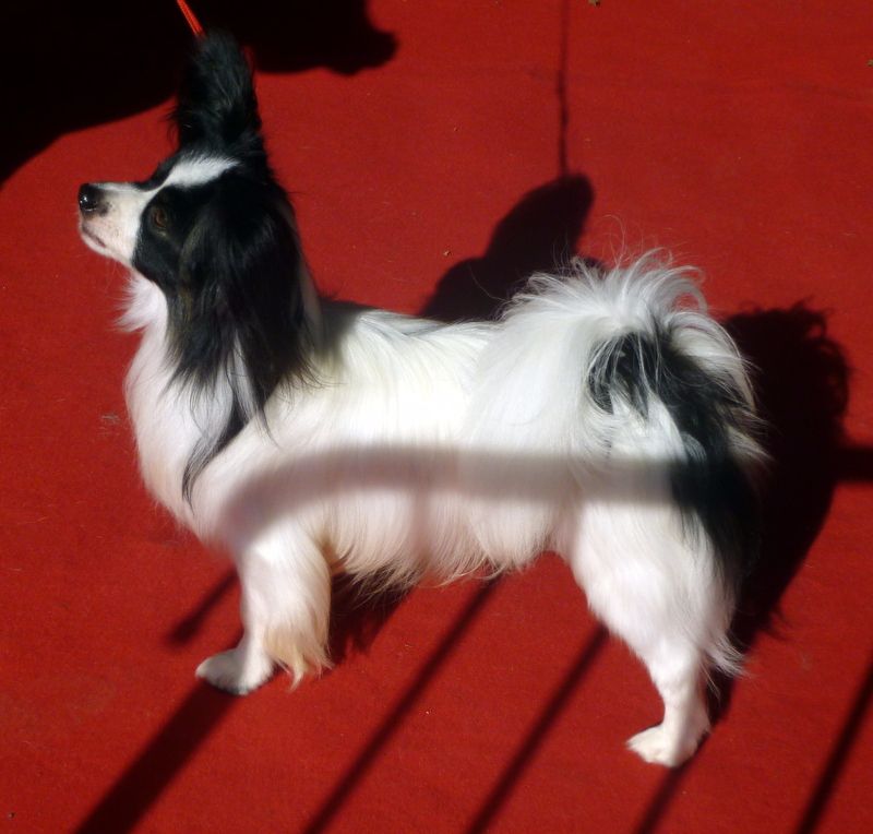 Lloyd des terres du cossier - Classe Ouverte 1er EXC RCACIB CACS