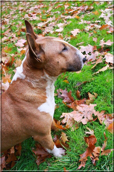 Publication : Des jardins de margaux Auteur : LE PAIH Nathalie