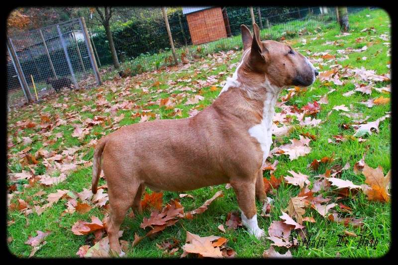 Publication : Des jardins de margaux Auteur : LE PAIH Nathalie