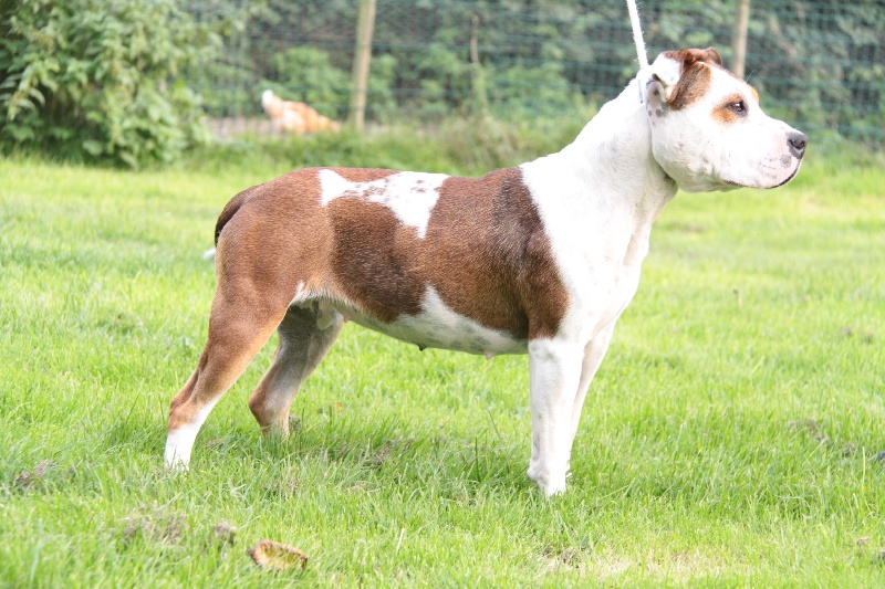 Publication : Des jardins de margaux Auteur : Jardins De Margaux