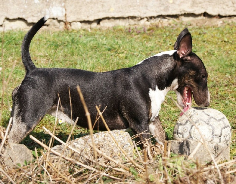 Publication : of White and White Auteur : MM