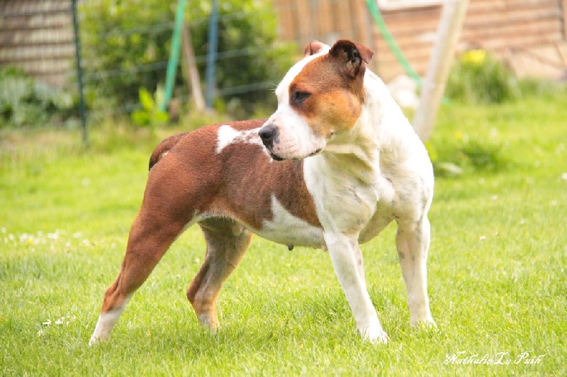 Publication : Des jardins de margaux Auteur : Jardins De Margaux