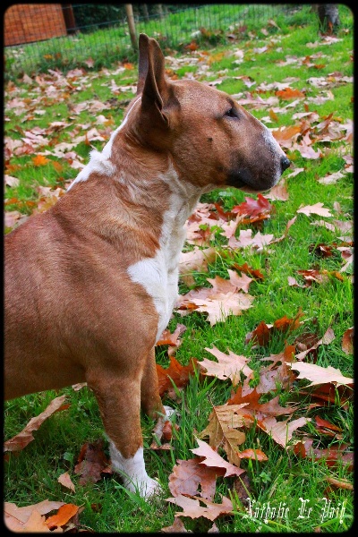 Publication : Des jardins de margaux Auteur : LE PAIH Nathalie