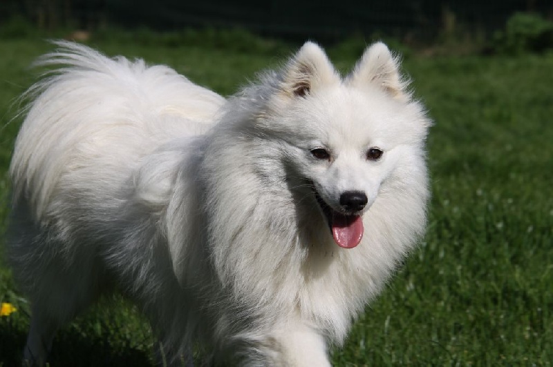 Publication : Des jardins de margaux Auteur : JARDINS DE MARGAUX