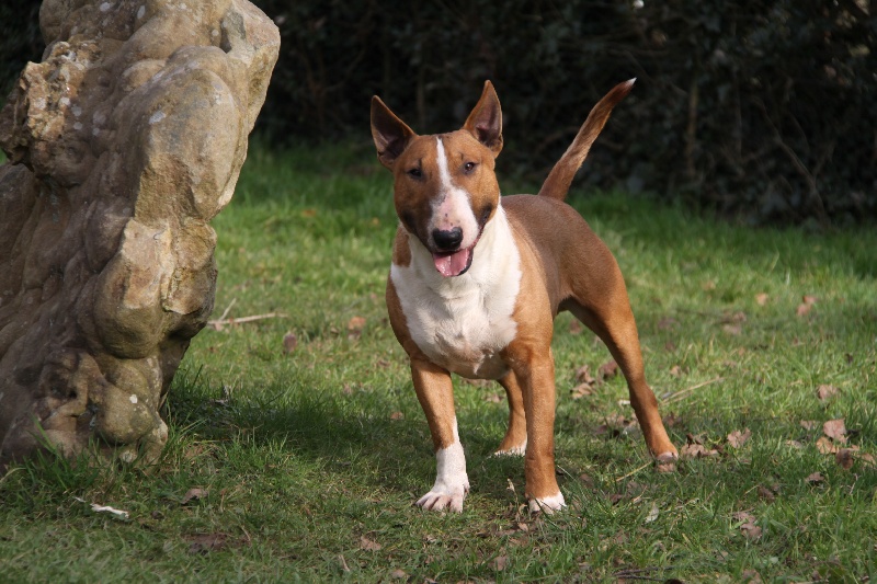 Publication : Des jardins de margaux Auteur : LE PAIH Nathalie