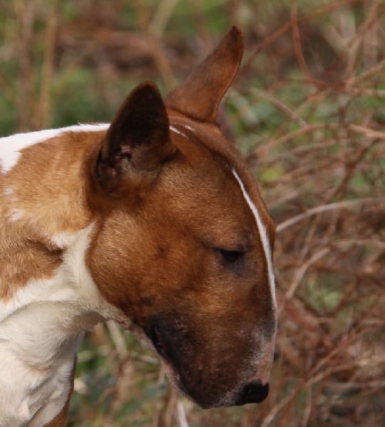 Publication : Des jardins de margaux Auteur : LE PAIH Nathalie