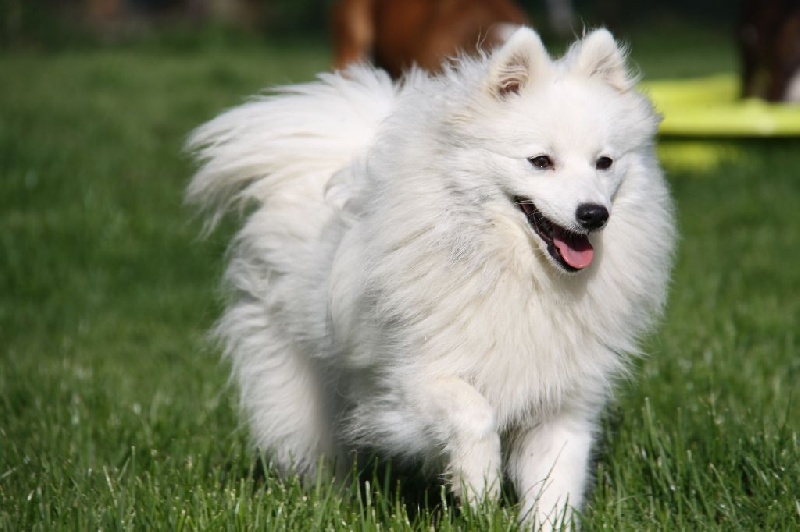 Publication : Des jardins de margaux Auteur : JARDINS DE MARGAUX