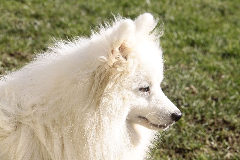 Publication : Des jardins de margaux Auteur : JARDINS DE MARGAUX