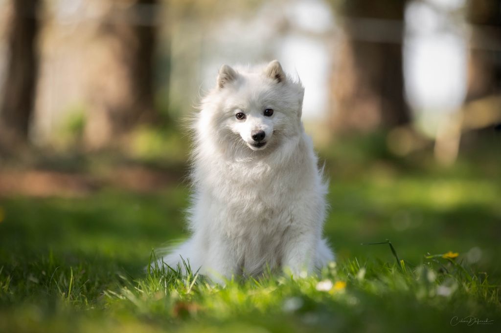 Publication : Des jardins de margaux Auteur : JARDINS DE MARGAUX