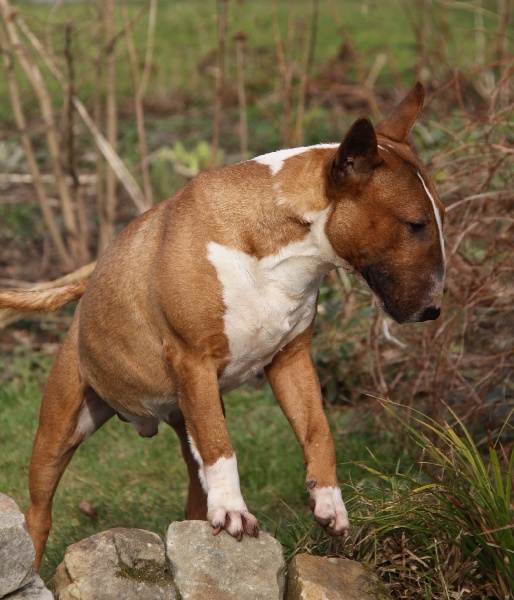 Publication : Des jardins de margaux Auteur : LE PAIH Nathalie